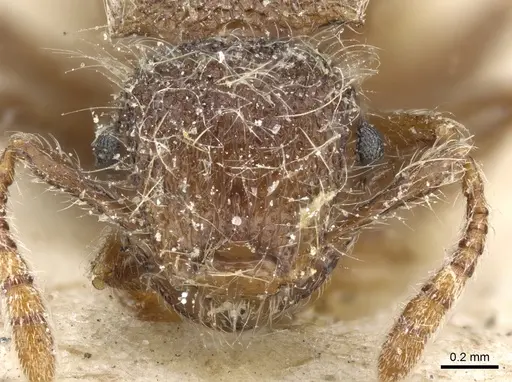 Meranoplus leveillei specimen CASENT0904687 image casent0904687_2