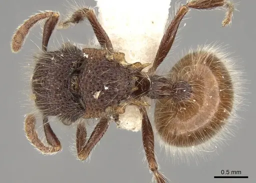 Meranoplus leveillei specimen CASENT0914055 image casent0914055_1