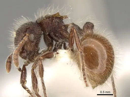 Meranoplus leveillei specimen CASENT0914055 image casent0914055_3