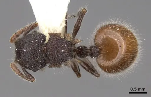 Meranoplus leveillei specimen CASENT0922939 image casent0922939_1