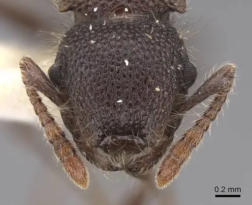 Meranoplus leveillei specimen CASENT0922939 image casent0922939_2