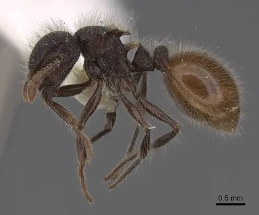 Meranoplus leveillei specimen CASENT0922939 image casent0922939_3