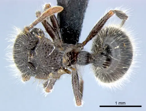 Meranoplus leveillei specimen CSIRONC0049 image csironc0049_1