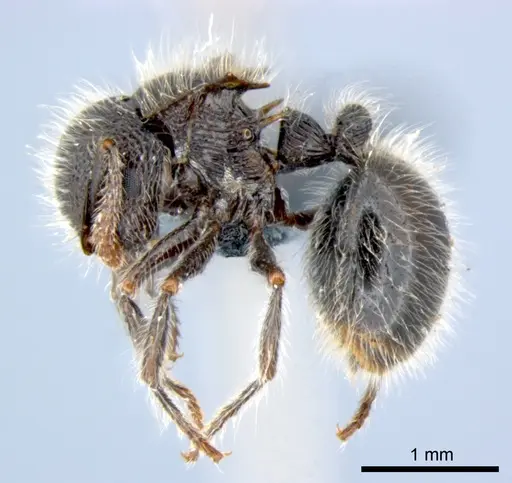 Meranoplus leveillei specimen CSIRONC0049 image csironc0049_3