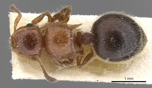 Meranoplus levis specimen CASENT0902025 image casent0902025_1