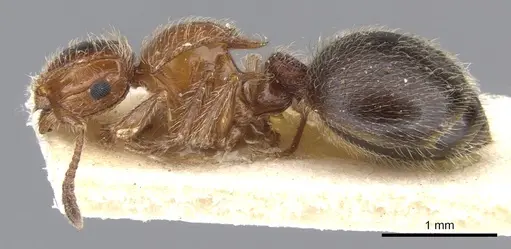 Meranoplus levis specimen CASENT0902025 image casent0902025_3