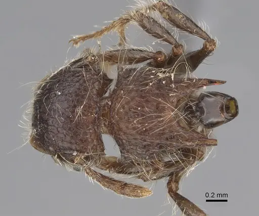 Meranoplus levis specimen CASENT0923332 image casent0923332_1