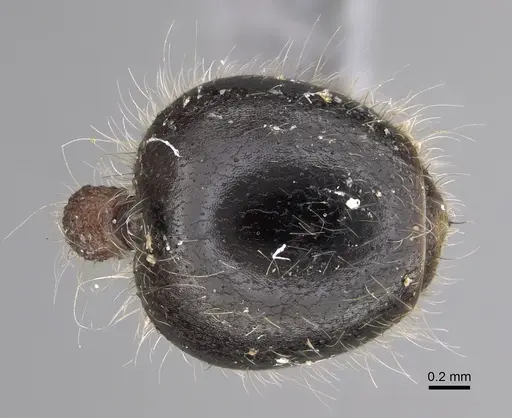 Meranoplus levis specimen CASENT0923332 image casent0923332_2