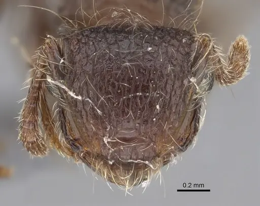 Meranoplus levis specimen CASENT0923332 image casent0923332_3