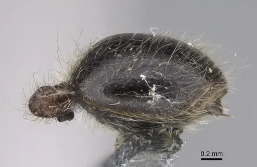 Meranoplus levis specimen CASENT0923332 image casent0923332_5