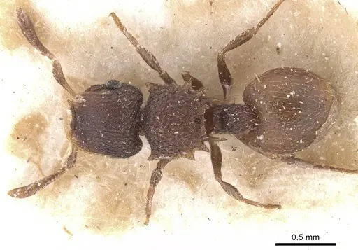 Meranoplus linae specimen CASENT0913021 image casent0913021_1
