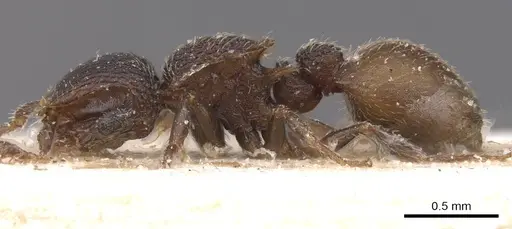Meranoplus linae specimen CASENT0913021 image casent0913021_3