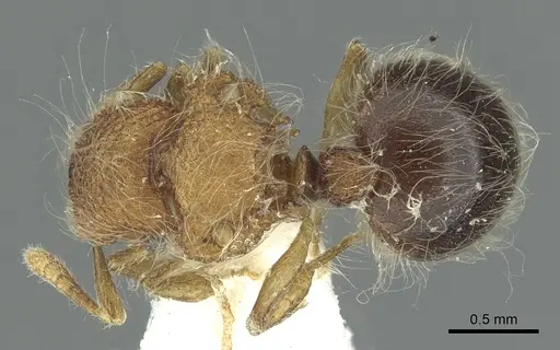 Meranoplus loebli specimen CASENT0902032 image casent0902032_1