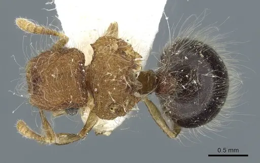 Meranoplus loebli specimen CASENT0911194 image casent0911194_1