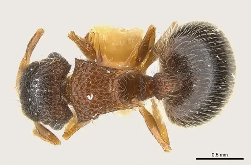 Meranoplus magrettii specimen CASENT0217083 image casent0217083_1