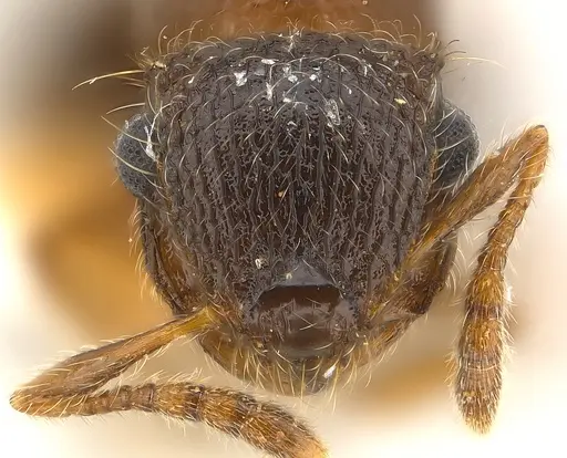 Meranoplus magrettii specimen CASENT0217083 image casent0217083_2