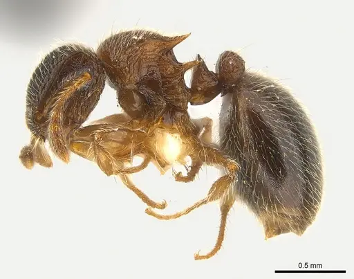 Meranoplus magrettii specimen CASENT0217083 image casent0217083_3