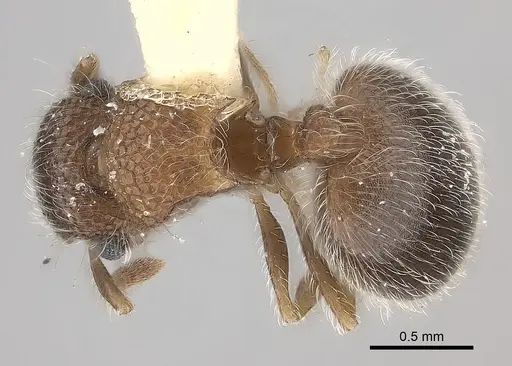 Meranoplus magrettii specimen CASENT0217858 image casent0217858_1