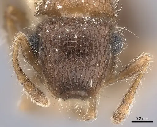 Meranoplus magrettii specimen CASENT0217858 image casent0217858_2