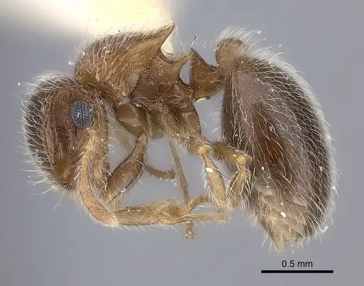Meranoplus magrettii specimen CASENT0217858 image casent0217858_3