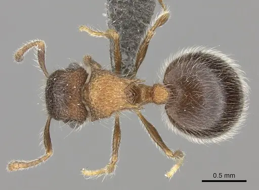 Meranoplus magrettii specimen CASENT0235913 image casent0235913_1