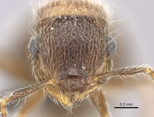 Meranoplus magrettii specimen CASENT0235913 image casent0235913_2