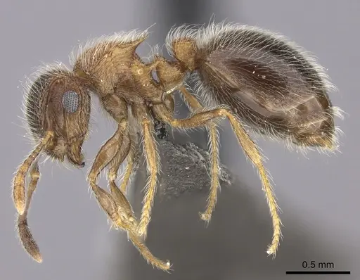 Meranoplus magrettii specimen CASENT0235913 image casent0235913_3