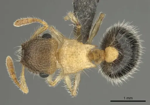 Meranoplus magrettii specimen CASENT0252647 image casent0252647_1
