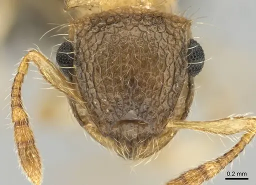 Meranoplus magrettii specimen CASENT0252647 image casent0252647_2
