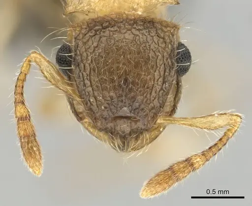 Meranoplus magrettii specimen CASENT0252647 image casent0252647_3