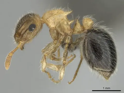 Meranoplus magrettii specimen CASENT0252647 image casent0252647_4