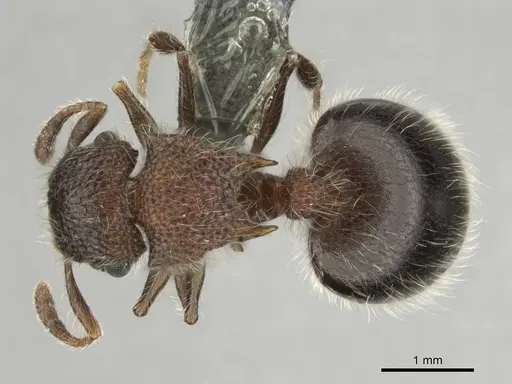 Meranoplus magrettii specimen CASENT0252877 image casent0252877_1