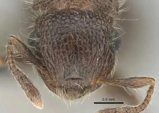 Meranoplus magrettii specimen CASENT0252877 image casent0252877_2