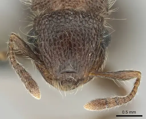 Meranoplus magrettii specimen CASENT0252877 image casent0252877_3
