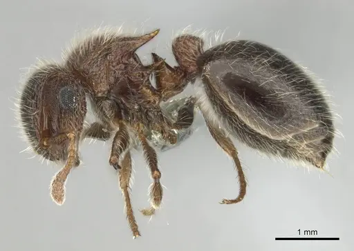 Meranoplus magrettii specimen CASENT0252877 image casent0252877_4