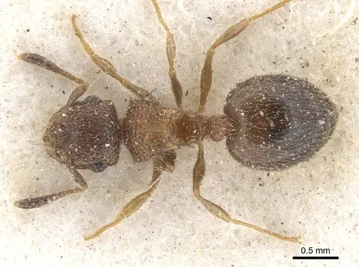 Meranoplus magrettii specimen CASENT0902018 image casent0902018_1