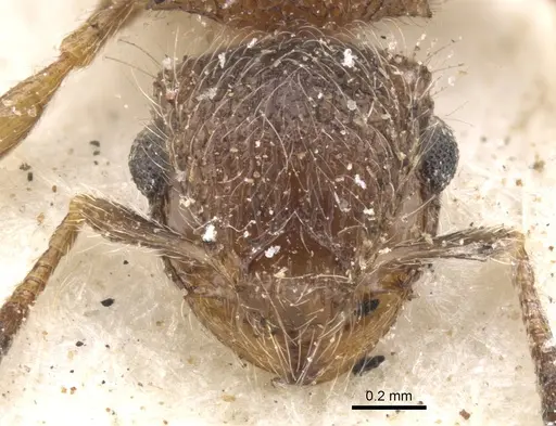 Meranoplus magrettii specimen CASENT0902018 image casent0902018_2