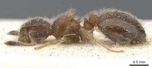 Meranoplus magrettii specimen CASENT0902018 image casent0902018_3
