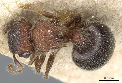 Meranoplus magrettii specimen CASENT0904682 image casent0904682_1