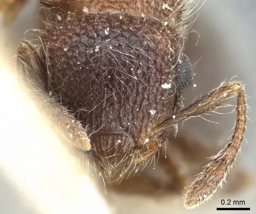 Meranoplus magrettii specimen CASENT0904682 image casent0904682_2