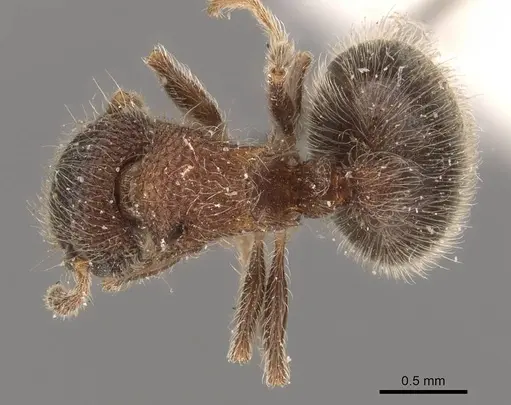 Meranoplus magrettii specimen CASENT0908931 image casent0908931_1