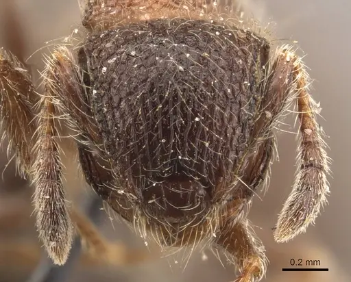 Meranoplus magrettii specimen CASENT0908931 image casent0908931_2