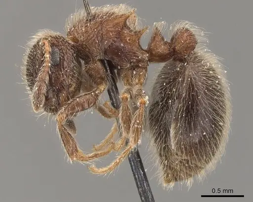 Meranoplus magrettii specimen CASENT0908931 image casent0908931_3