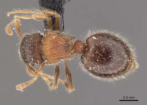 Meranoplus magrettii specimen CASENT0908932 image casent0908932_1