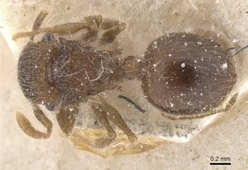 Meranoplus magrettii specimen CASENT0913022 image casent0913022_1