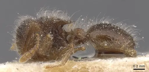 Meranoplus magrettii specimen CASENT0913022 image casent0913022_3