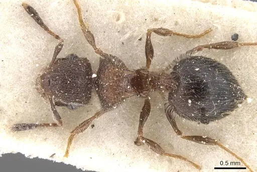 Meranoplus magrettii specimen CASENT0913023 image casent0913023_1