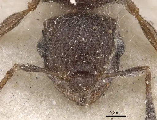 Meranoplus magrettii specimen CASENT0913023 image casent0913023_2