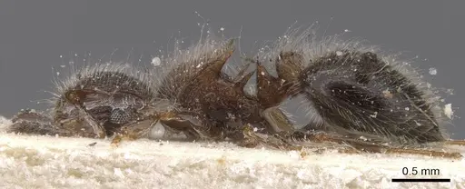 Meranoplus magrettii specimen CASENT0913023 image casent0913023_3