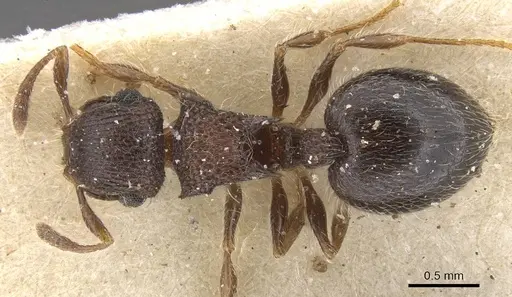 Meranoplus magrettii specimen CASENT0913024 image casent0913024_1
